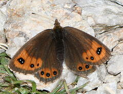 Erebia montanus