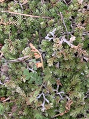 Selaginella cinerascens