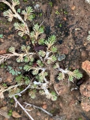 Selaginella cinerascens