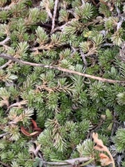 Selaginella cinerascens