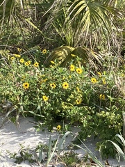 Helianthus debilis