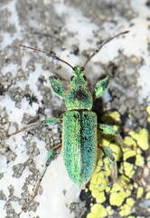 Phyllobius arborator