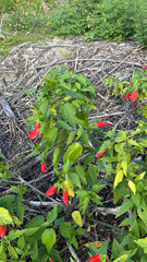 Malvaviscus penduliflorus