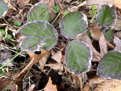Phragmidium violaceum