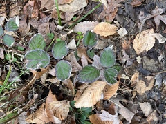 Phragmidium violaceum
