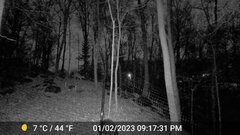 Odocoileus virginianus