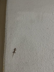 Gehyra mutilata