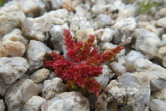 Crassula tillaea