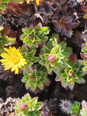 Haplopappus foliosus