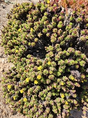 Haplopappus foliosus