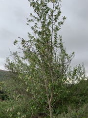Fraxinus parryi
