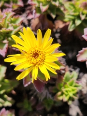Haplopappus foliosus
