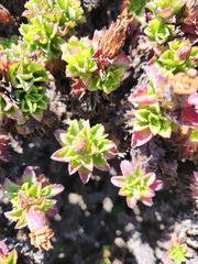 Haplopappus foliosus