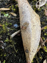 Helinomydaea