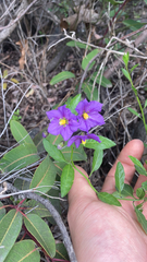 Solanum parishii