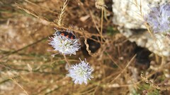 Trichodes leucopsideus