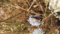 Trichodes leucopsideus