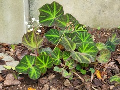 Begonia solimutata