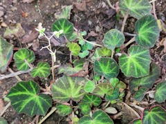 Begonia solimutata
