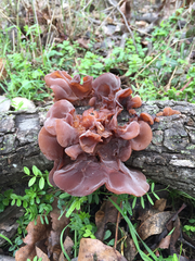 Auricularia auricula-judae