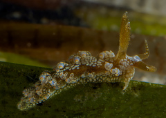 Baeolidia australis
