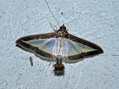 Diaphania hyalinata