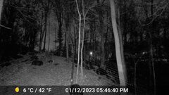 Odocoileus virginianus