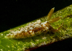 Baeolidia australis