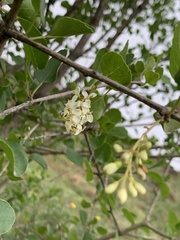 Fraxinus parryi