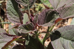 Amaranthus