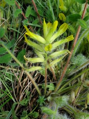 Astragalus exscapus