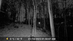 Odocoileus virginianus