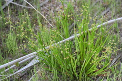 Juncus diastrophanthus