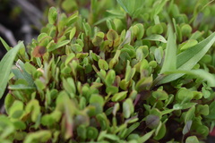 Persicaria sagittata