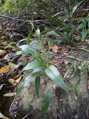 Goodyera procera