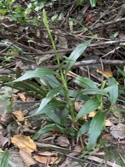 Goodyera procera