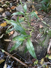 Goodyera procera