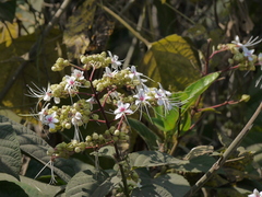 Clerodendrum infortunatum