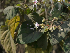 Clerodendrum infortunatum