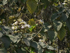 Clerodendrum infortunatum