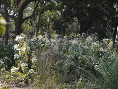 Clerodendrum infortunatum