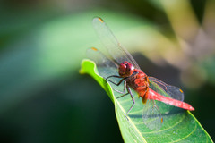 Rhodothemis