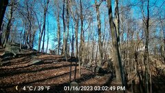 Odocoileus virginianus