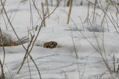 Spermophilus xanthoprymnus