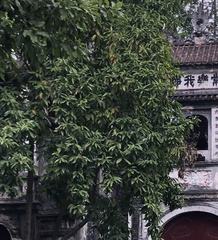 Syzygium samarangense