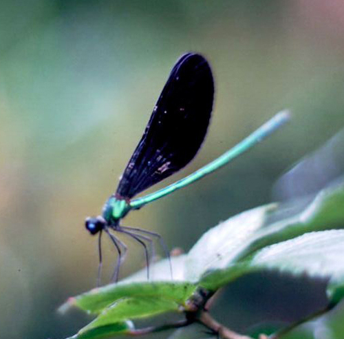 Calopterygidae