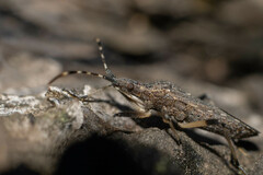 Dicranocephalus setulosus