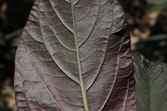 Amaranthus