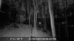 Odocoileus virginianus