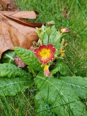 Primula × polyantha